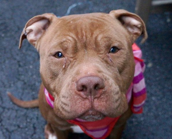 NEW PICTURES!! CASSIA - A1062458 

Follow me here for more info and status updates: nycdogs.urgentpodr.org/cassia-a106245…
