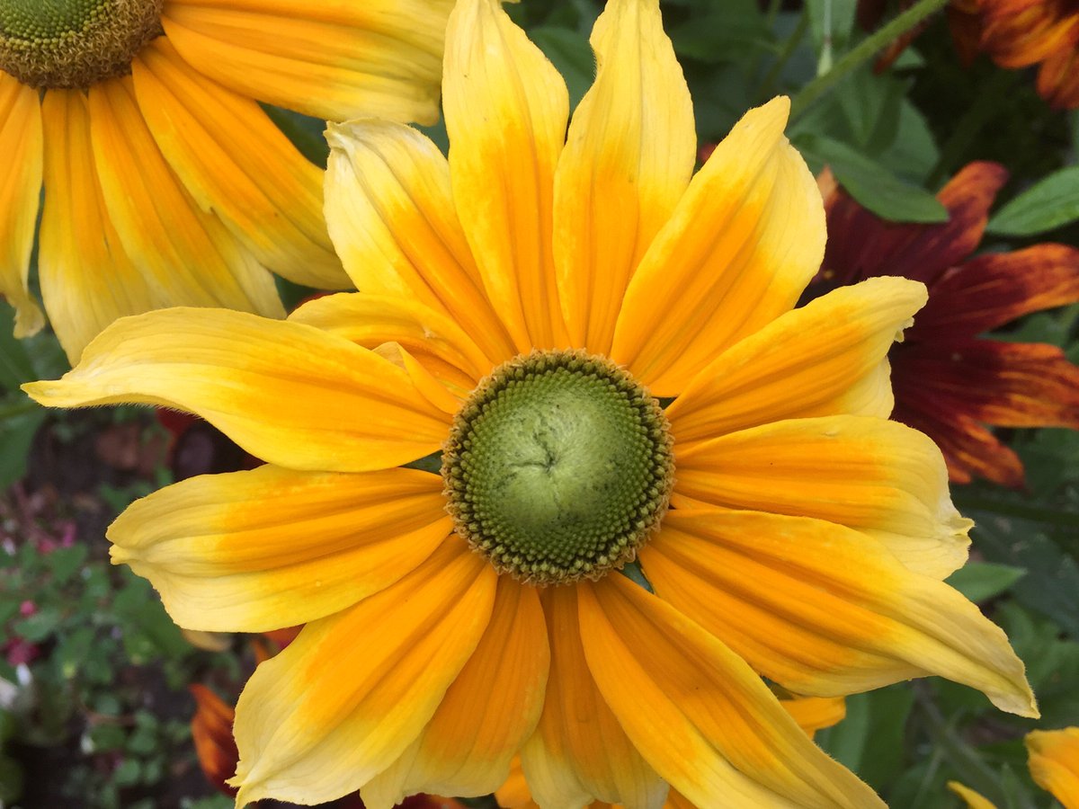 CharmGoodluck's tweet image. RT: @TvillingeneB:

#flowers #HappyDay