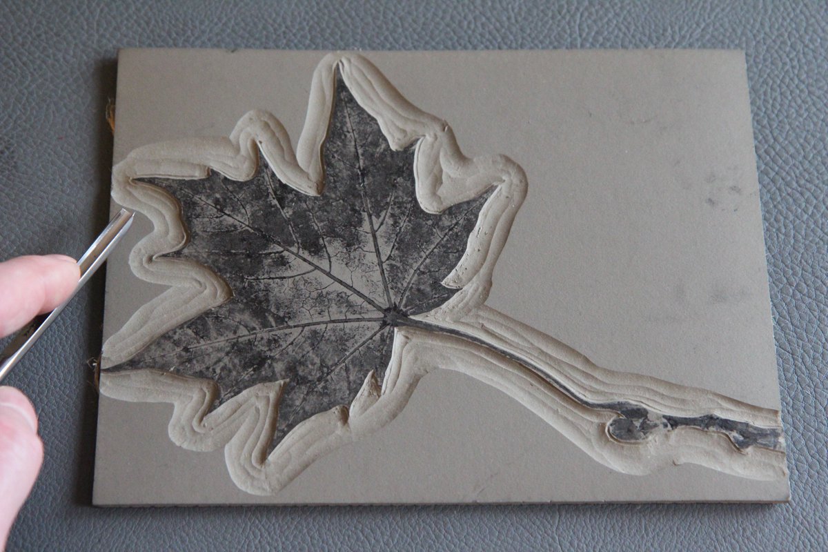 AndyHDesign's tweet image. Leaf printed onto Lino interesting project. I started with #Pfeil #LSBset Lino block cutter L9/5. #classichandtools