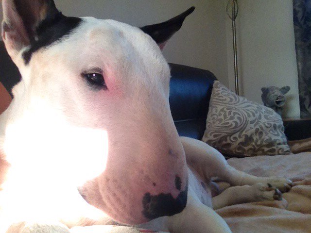 mrst43's tweet photo. He's on me knee again cos that's where the sun is - anyone want him for a bit #fatget https://t.co/p2foaeSGvb