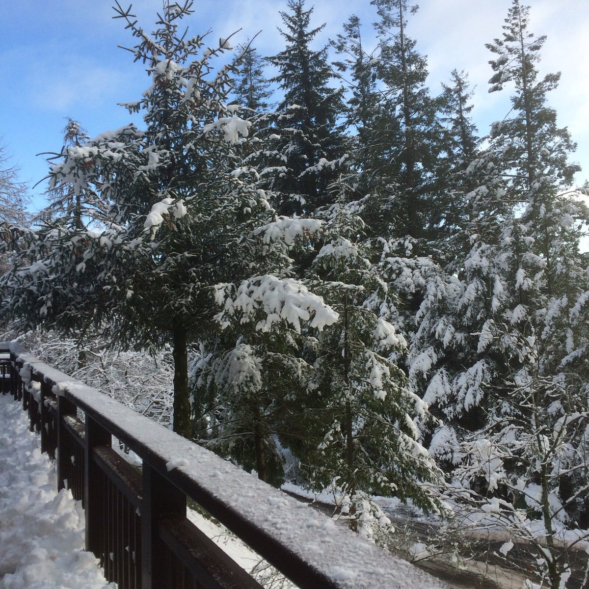SiskinsCafe's tweet photo. Winter wonderland at the Cafe. @FCWhinlatter @ForestryCommEng #WinterWeather #snow #beautiful #Frozen https://t.co/3WdZcecMNL
