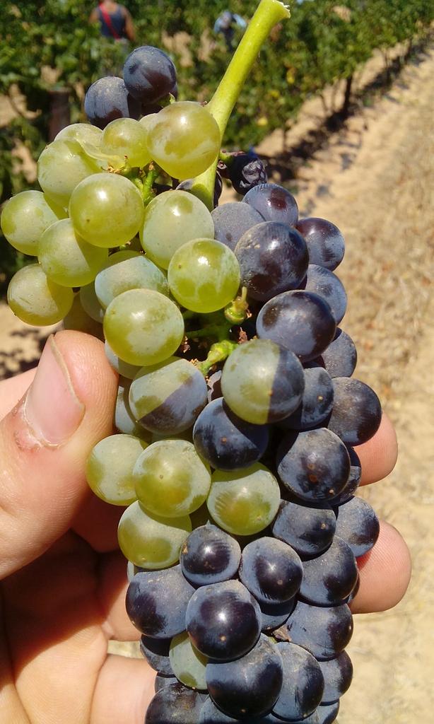 "Two tone" grapes. White and red. Pinot grigio. #wine #harvest2016  RT <a href="/kwaggafs/">Kwagga Boucher</a> Amazing genetics!