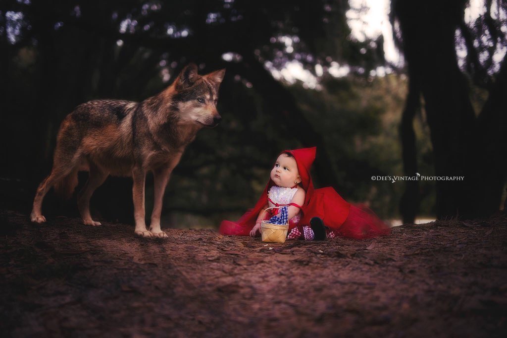 Little Red Riding Hood #storytime #Tampa #photography #storytelling #childrensbooks #children