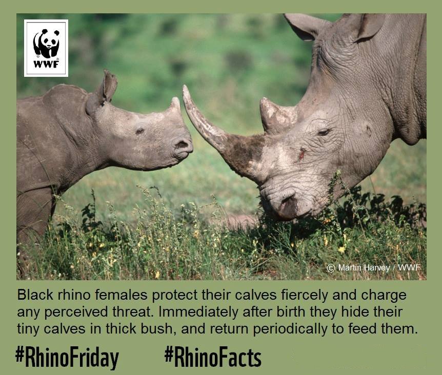 Wwf South Africa On Twitter This Rhinofriday We Bring - 