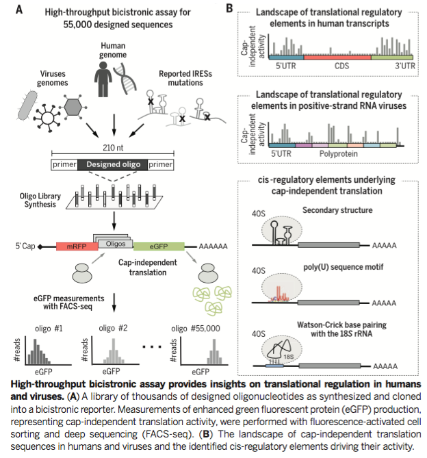 Our 1st library in human cells is out: Systematic discovery of ribosome recruiting sequences
tinyurl.com/zejqye9