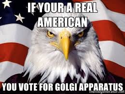 golgibears's tweet photo. Be a real american and vote for the best organelle that look like pancakes!! Vote golgi :) #cellection16b https://t.co/4igD8wG1qP