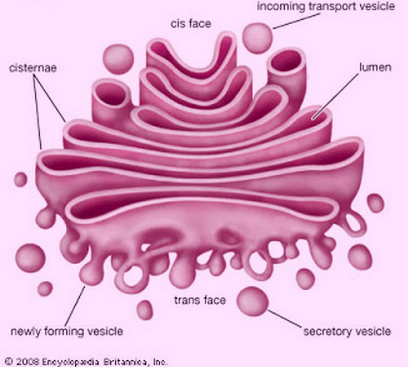 golgibears's tweet photo. The cis reticulum it is the entry area to the Golgi apparatus. Where all the awesomeness starts! :) #cellection16b https://t.co/QyaoQNvnwL