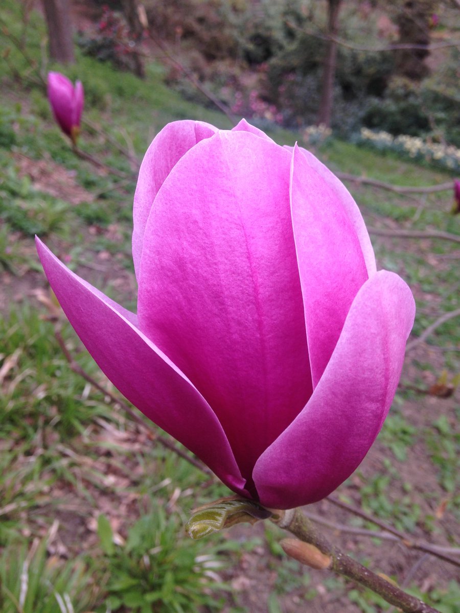 BelvoirCastle's tweet photo. Plans finalised for 100's new rare flowering shrubs #Enkianthus #Magnolias and lots more with @applesnj @burncoose https://t.co/TTrrDoZrEQ