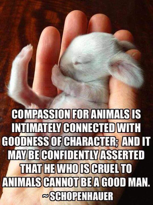 TheLaughterRevo's tweet photo. An act of compassion for animals or any living being is a sign of good character 
#TheGiggleFest1 #giggles #laughter https://t.co/x2vUWgynr2
