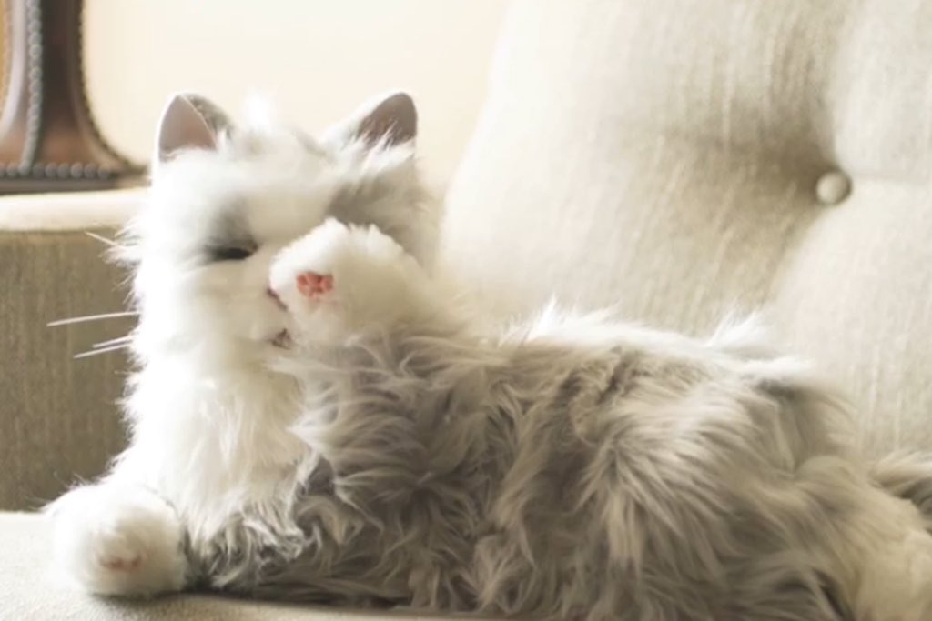 KoalasWelcome's tweet image. Hasbro Cat and Paro the Seal #companionrobots