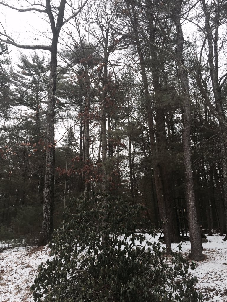 idupreyMWC's tweet photo. @curlyfrenchgirl Les arbres #eduphotodujour #mhsfrench https://t.co/1hqtXiarbJ