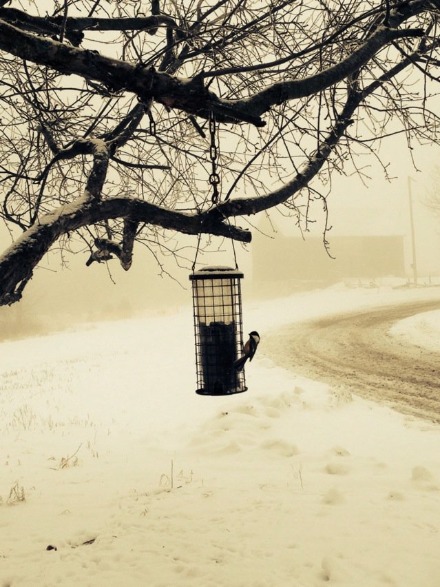 A beautiful mystic morning at #finlayson #chickadee