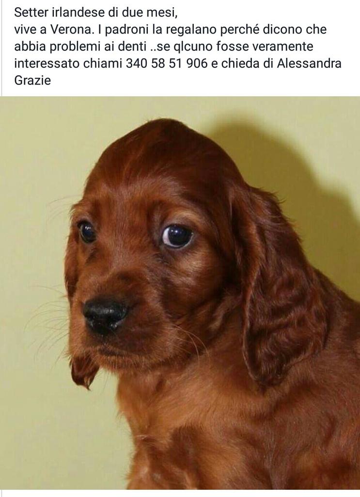 ClaudiaToni's tweet photo. SETTER IRLANDESE DI 2 MESI..
I PADRONI LA REGALANO PERCHÉ DICONO CHE ABBIA PROBLEMI AI DENTI X INFO 3405851906 https://t.co/NUTI6PiClZ