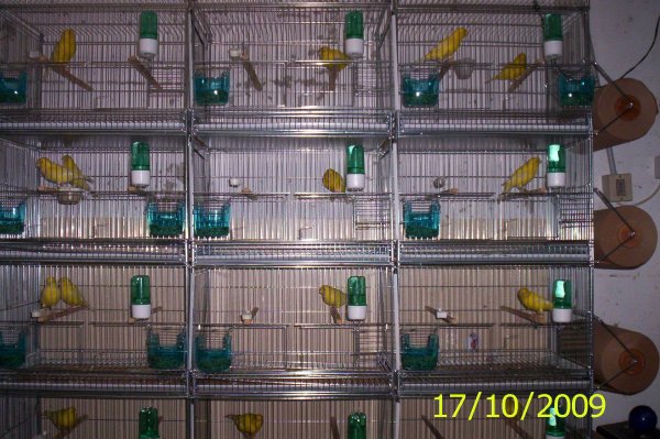 rob harvey bird cages