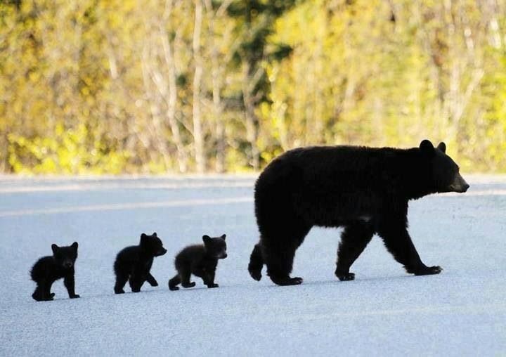 patboechler's tweet photo. @twinnovationpod snapped a pic of mama bear @mrkarnell leading the cubs. #sleuthcrewth #RiseUp https://t.co/FunbHABT1q
