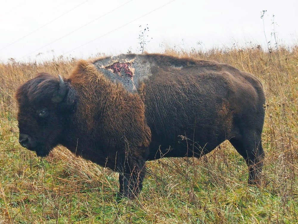 USFWS's tweet photo. ICYMI: Lightning Won't Stop "Sparky" The Bison: https://t.co/Fbuhc1YuJ8 ⚡ https://t.co/VUWC2oX3NS