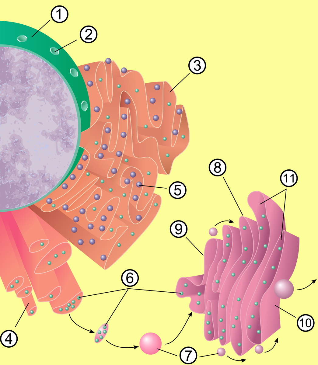 golgibears's tweet photo. This is the process of transportation of proteins from the ER to the golgi:))) #cellection16b https://t.co/8Io8KfKAgE