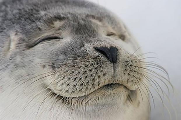 artboardartisan's tweet photo. That feel when that new album is on @SpotifyCanada on day one @ISO50 #AwakeRemixes https://t.co/5OoYEDUXAp https://t.co/ZtjIYfMey0