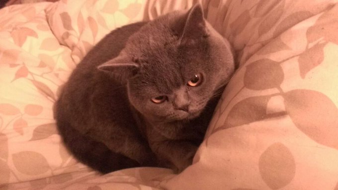 セッション中見かけないと思っていたらベッドに埋まってた 