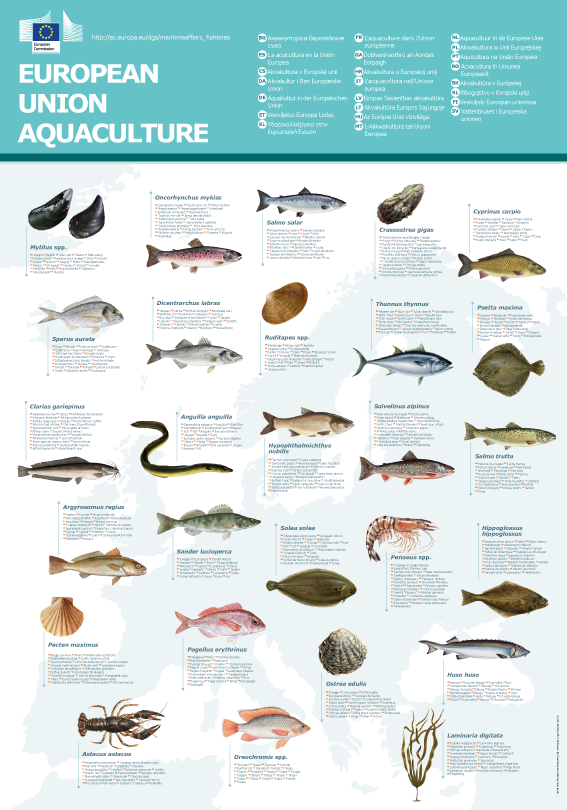 EU_MARE's tweet image. Découvrez notre nouveau poster sur les espèces élevées dans l'UE #aquaculture #FARMEDintheEU ec.europa.eu/fisheries/docu…