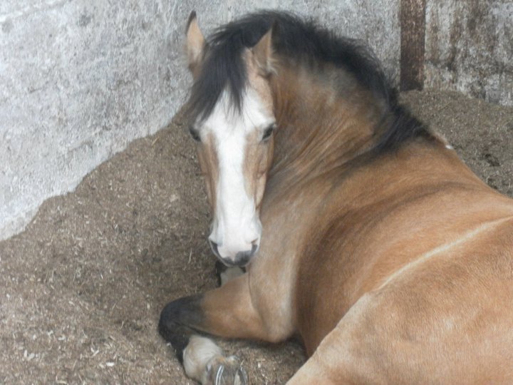 Jolly having a wee lie down :) #tnb