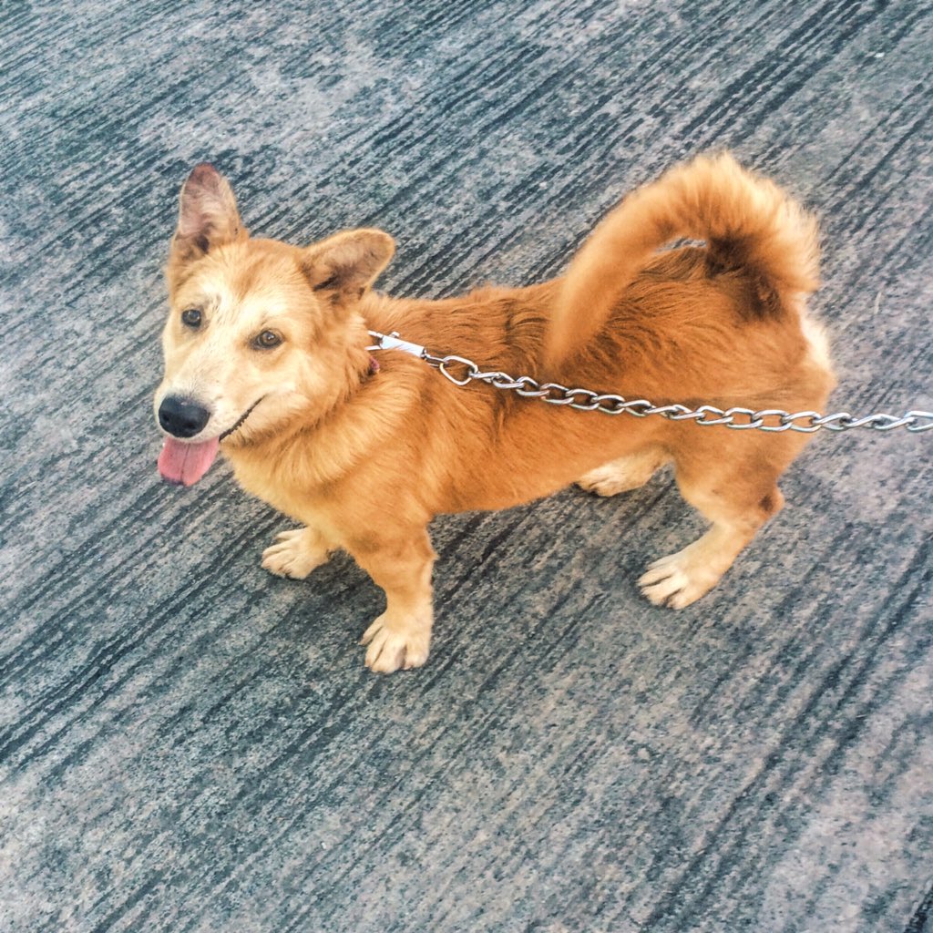 LynGalangue's tweet image. Miss na miss na kita sobra MappyKo #Independentproblems #doglover