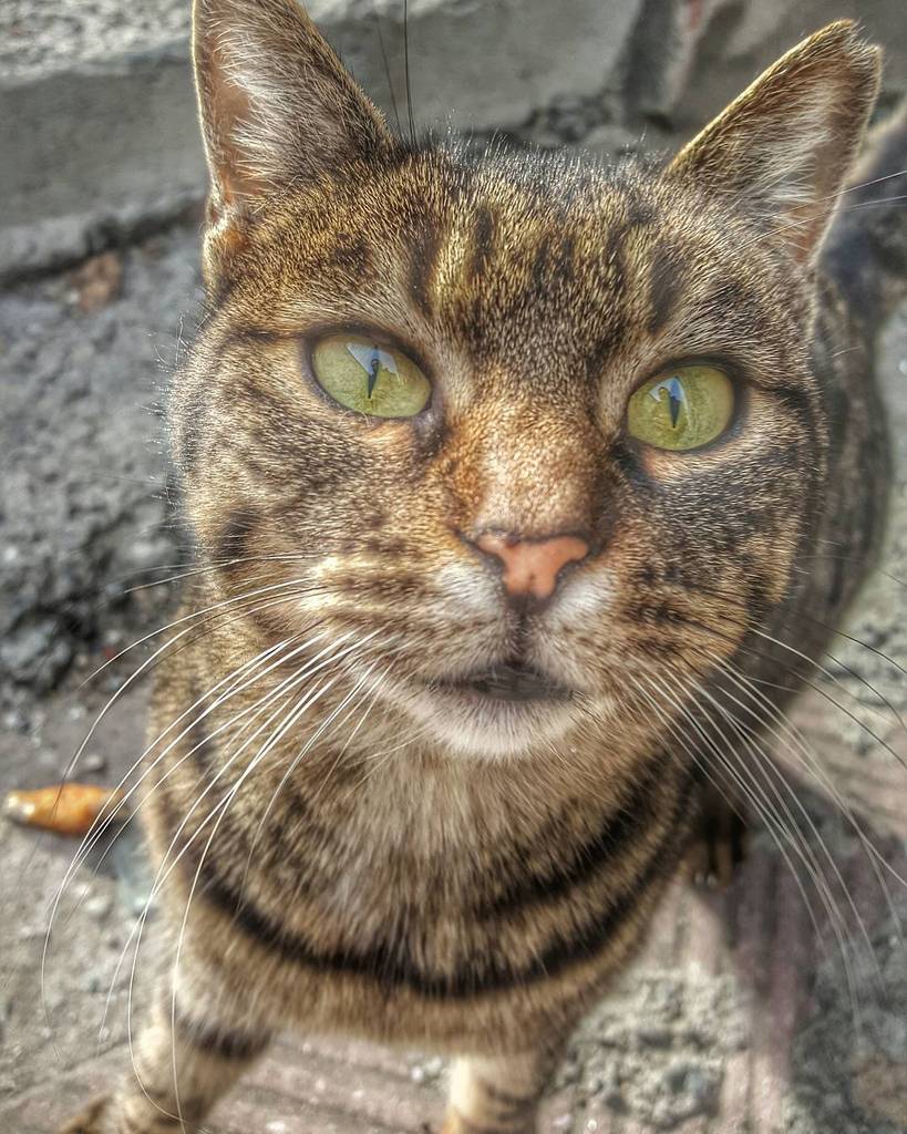 circlingsquare's tweet image. Abi nasıl çıkmışım bir bende bakayım. 😊😊 #hdr_for_all #turkobjektif_hdr 
#catsofinstagram #fottografci
#catstagram …