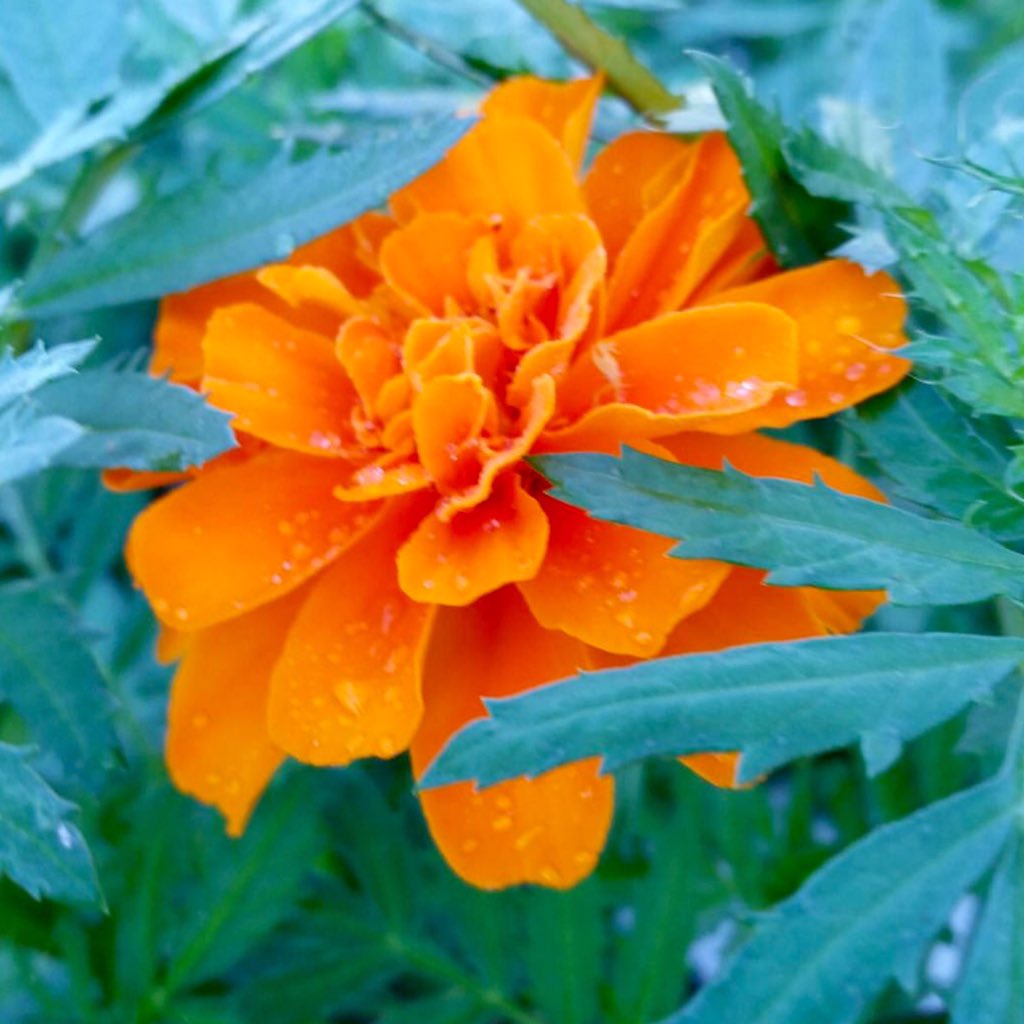 SwankTableFL's tweet image. It might be raining today, but we're expecting a beautiful day tomorrow!