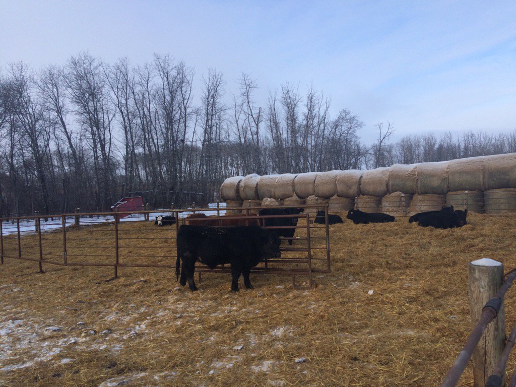 Pictures 2016 done!! #simmental