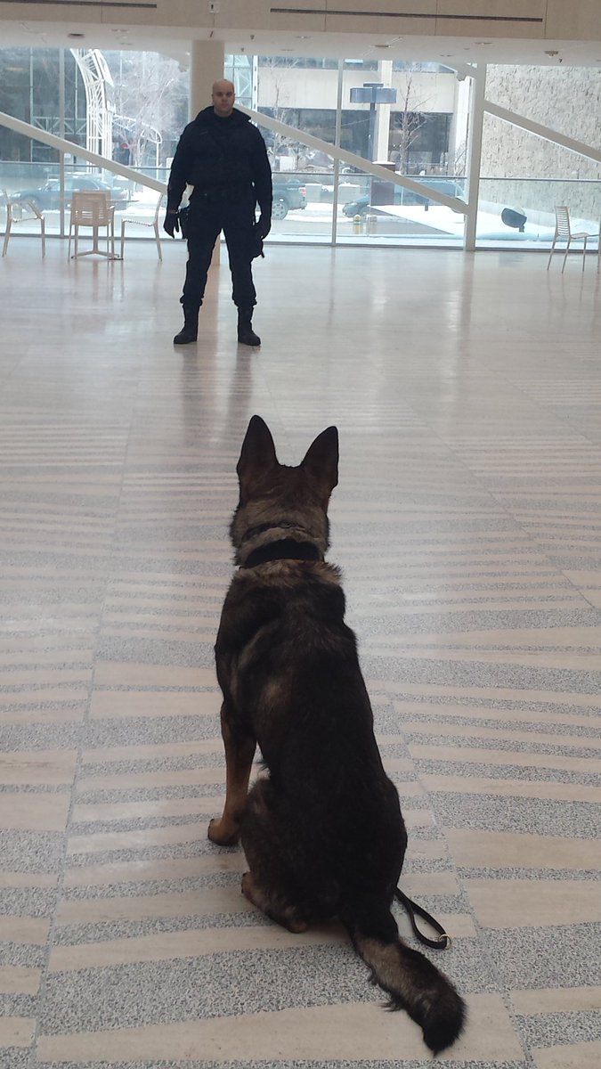 CityHallSchool's tweet photo. Excited to meet @EPSCanine's Cst Langevin &amp; #psdFallon. "That's the job for me,  even if I have to be a quary 1st." https://t.co/hE9kyeIOUi