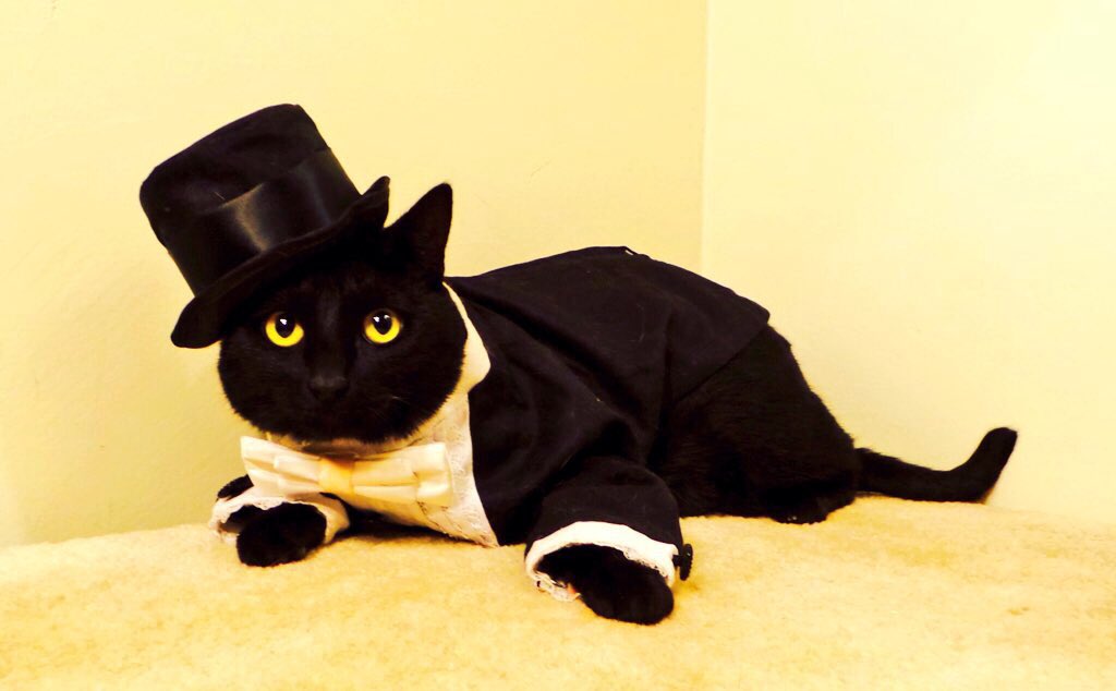 KushPanfur's tweet photo. this is pawsom its #nationalhatday every1loves a sharp dressed #cat #hatday #catsoftwitter #hats #7kittens #panfurs https://t.co/w4qUkVs4Vv