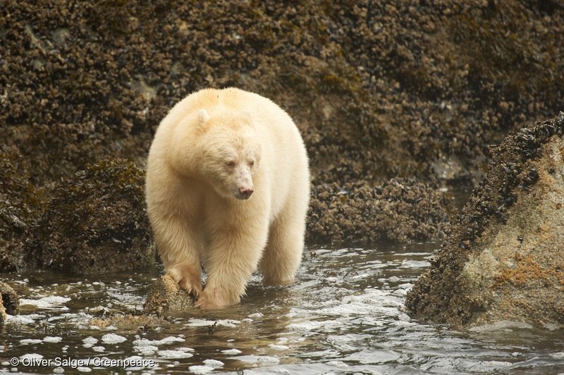 Greenpeace tweet picture