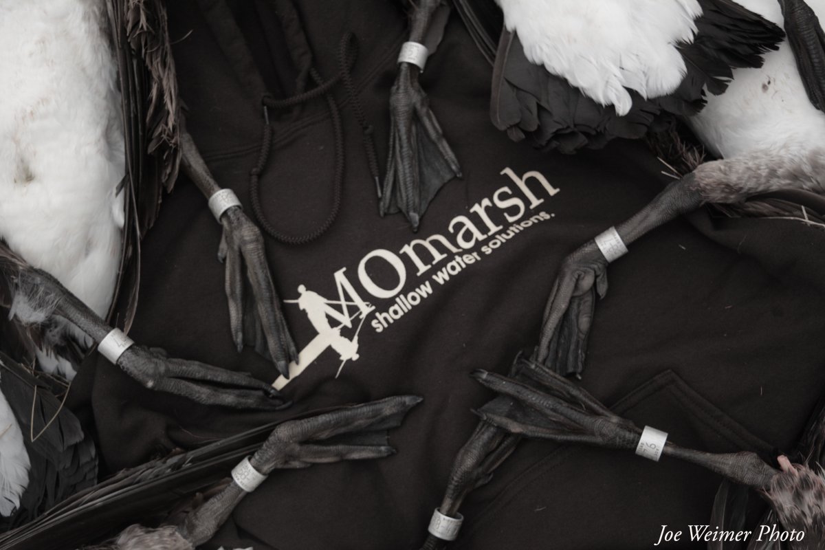MOmarsh tweet media