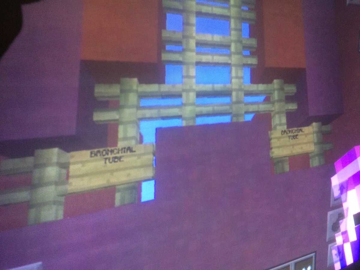 tomarntson's tweet image. S's respiratory system: @minecraft nasal p., trachea, bronchial tubes, &amp;amp; lungs! @cougarsofbchs #caedtech #edtech