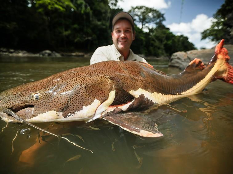 Meet the biggest redtail catfish Zeb has ever caught, weighing in at