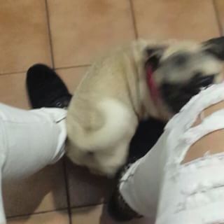 Joy_PhotoCam's tweet photo. Ela acha que tem que ter mais alguns rasguinhos rs
#rasgando #calcarasgada #pug #danadinha https://t.co/tSNM6Q9QGA https://t.co/uVkGyv1pnu