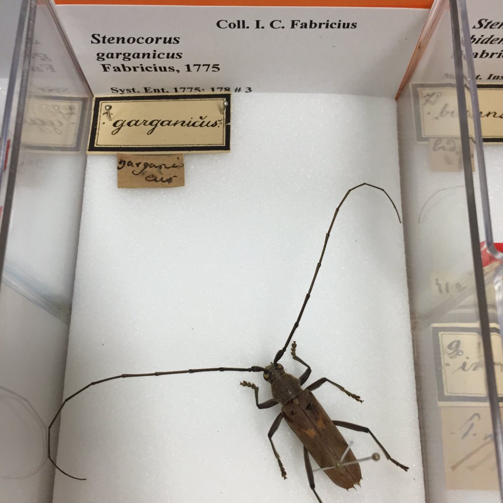 SNM_NScharff's tweet photo. 240 years old and still looking good. #ourfavourites @NHM_Denmark https://t.co/HmcYk92w0v