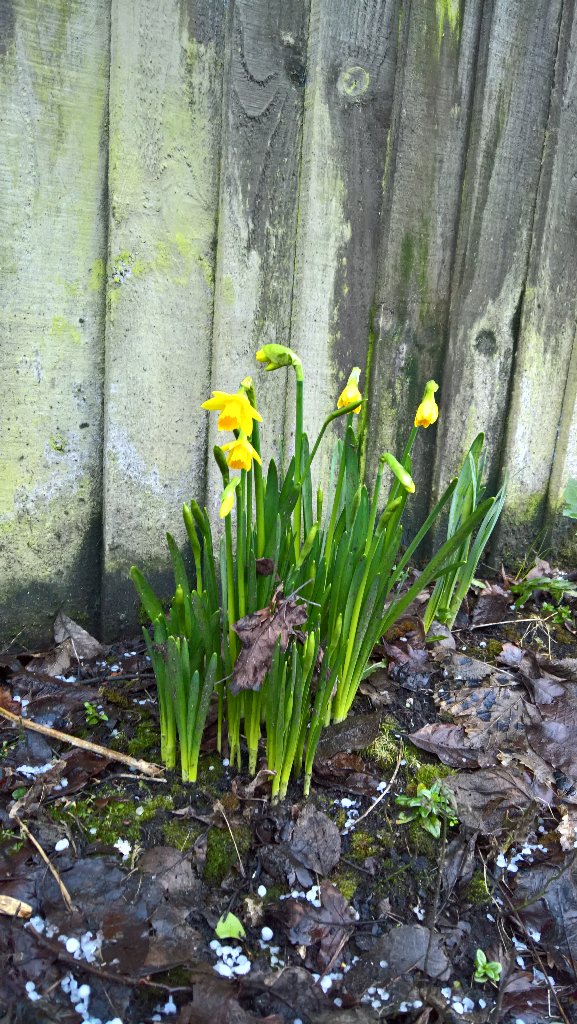 Hail in Penwortham and yet somehow Spring has sprung