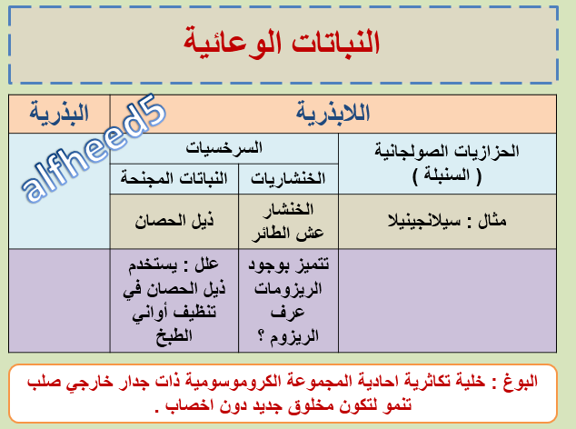 بحث عن النباتات الوعائية البذرية