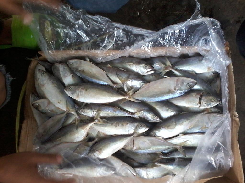 indarwijaya's tweet photo. Ikan kembung banjar dan pr asli bukan impor stok 50 ton. Ada buyer ??? https://t.co/oxebRVV63M