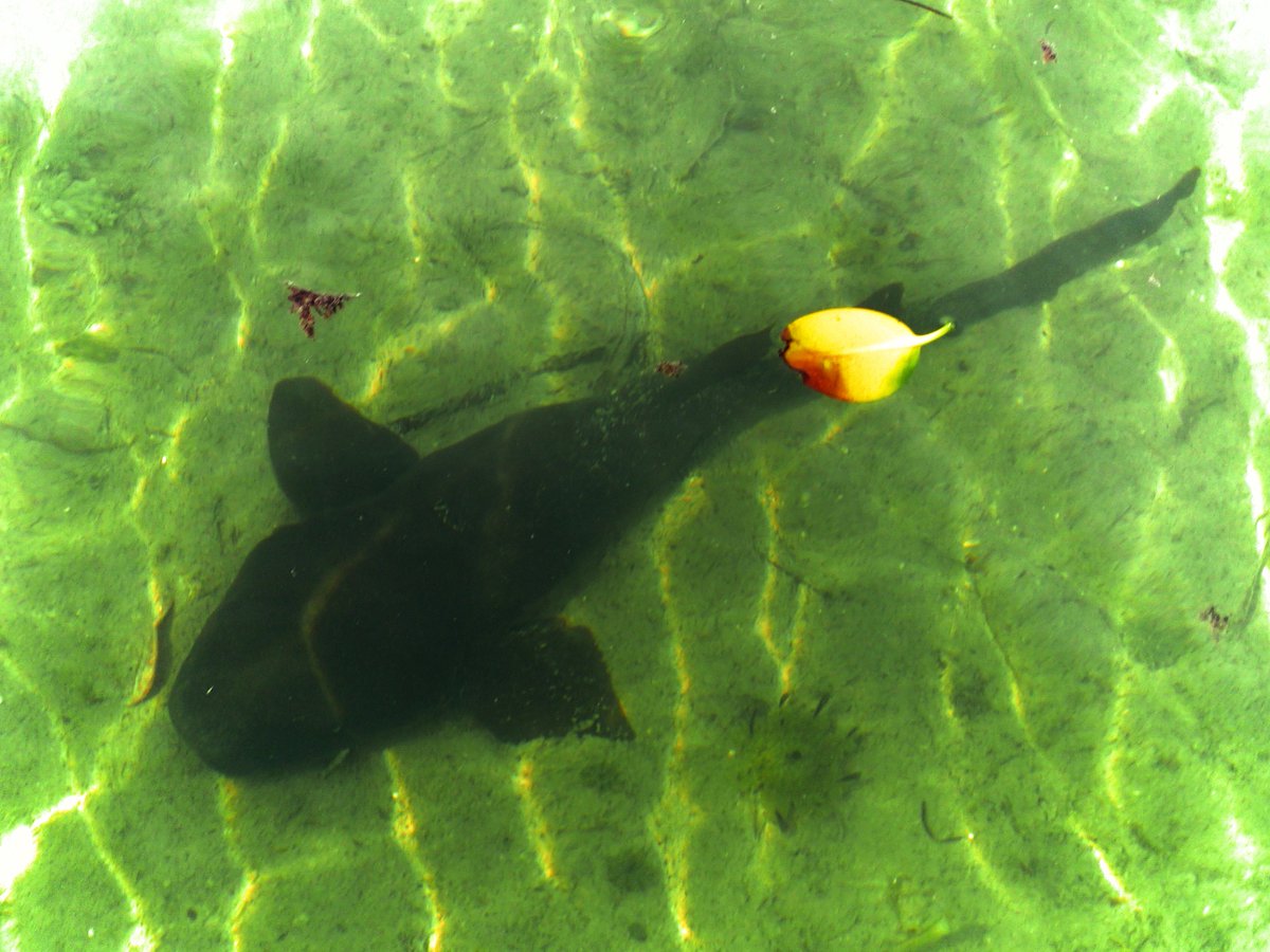 AquaVenturesFL's tweet photo. Nurse shark sighting! To have your own #friendlyshark encounter book a tour! https://t.co/xbcMGqjhHe #sharksaturday https://t.co/j5TIUxw6NQ