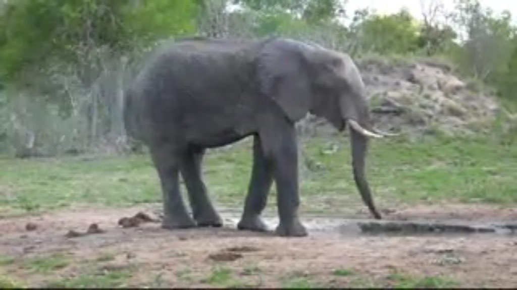 H2Elephant tweet media