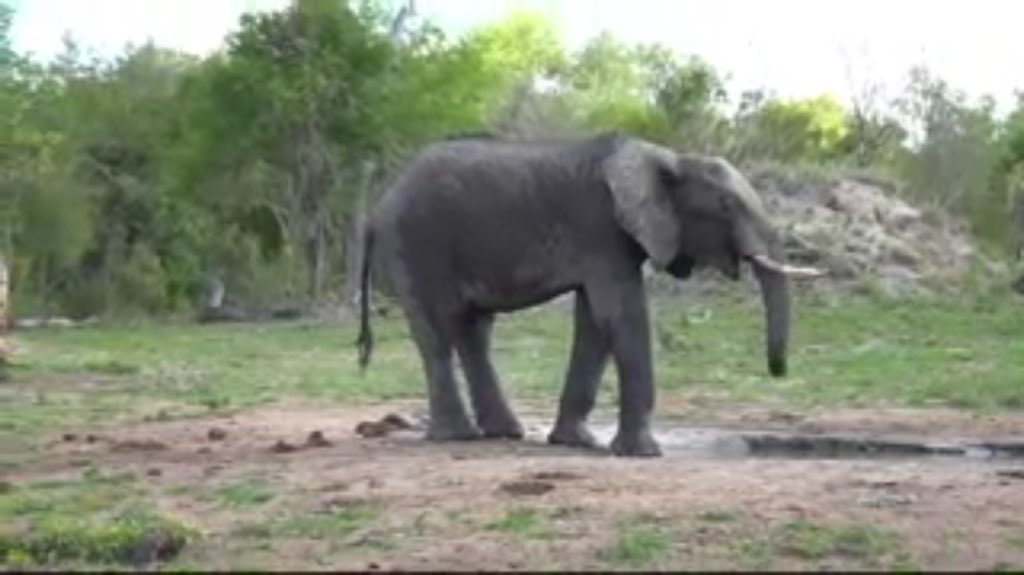 H2Elephant tweet media