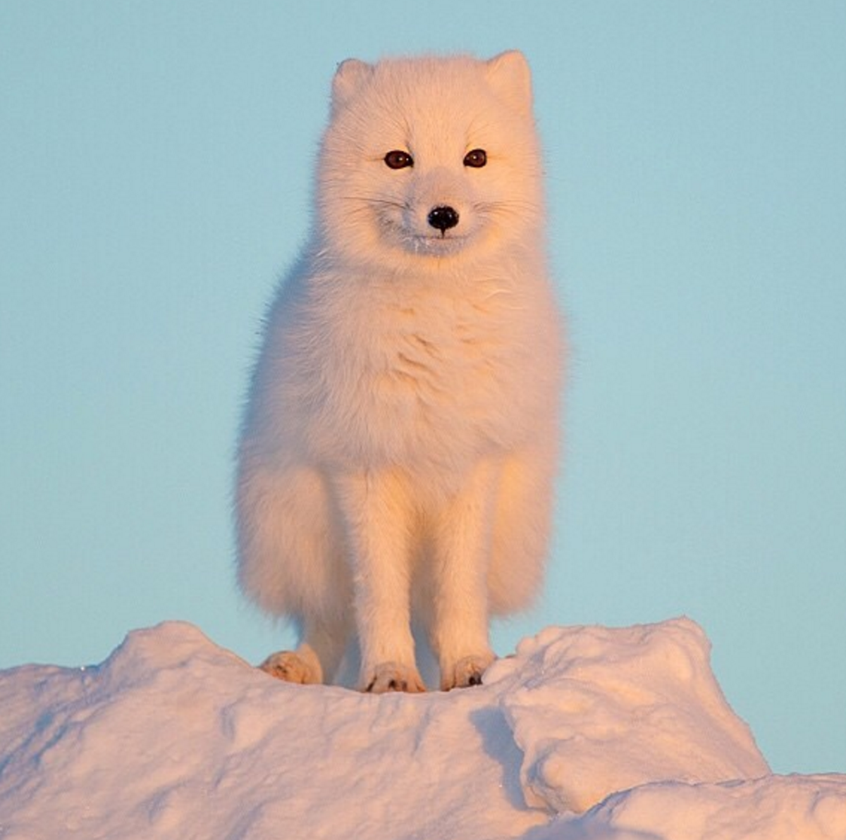 The Arctic fox has the warmest pelt of any animal found in the Arctic. It can endure temperatures as low as -50 °C.
