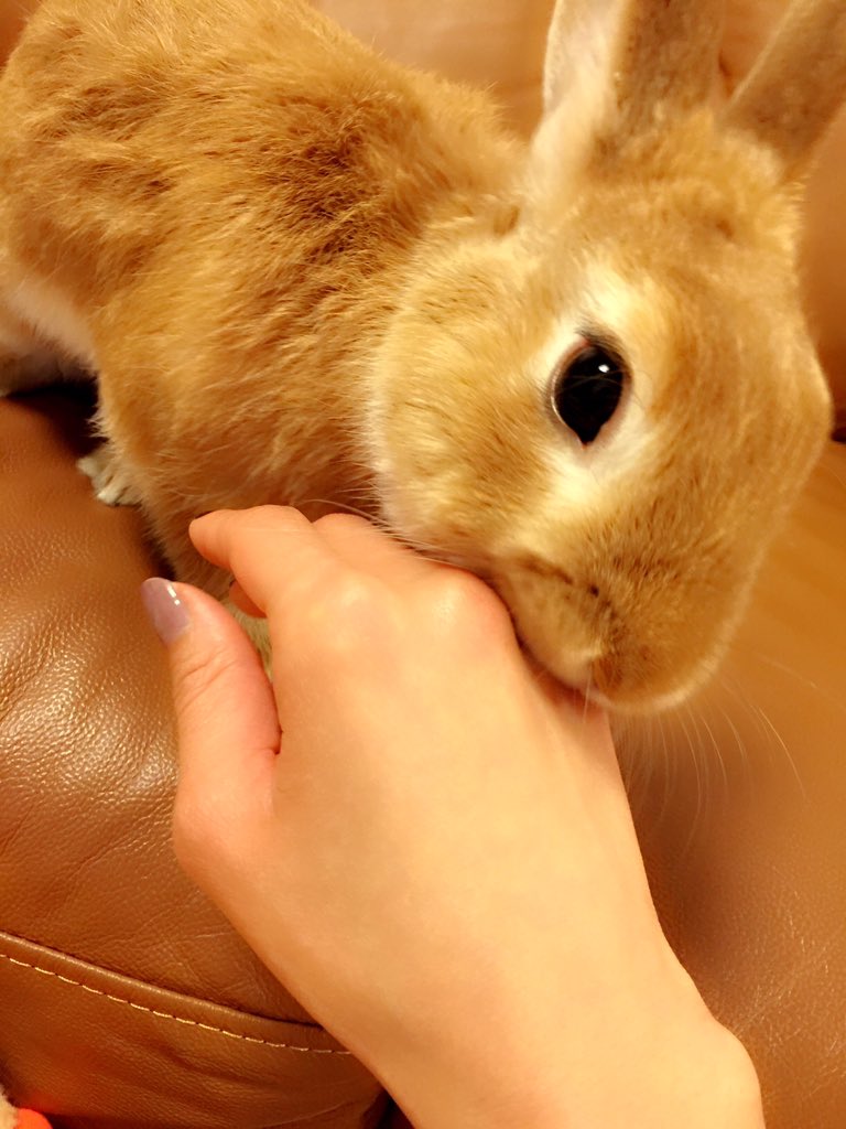 加藤沙耶香 A Twitter 最近のラムネ君は発情期なのか 臭腺から発情期独特な臭いがした時 お尻を触るとすぐにスプレーされる スプレーされても 可愛い スプレーする瞬間のプリってお尻が本当に可愛い うさぎ 親バカ T Co C8hjgeqwxf