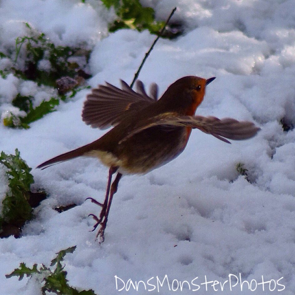 wildlife_news's tweet photo. RT @poptarts112002: @wildlife_uk  beautiful   #Birds that Ive had in my garden over the past few weeks xx https://t.co/0Qr8CjM70w