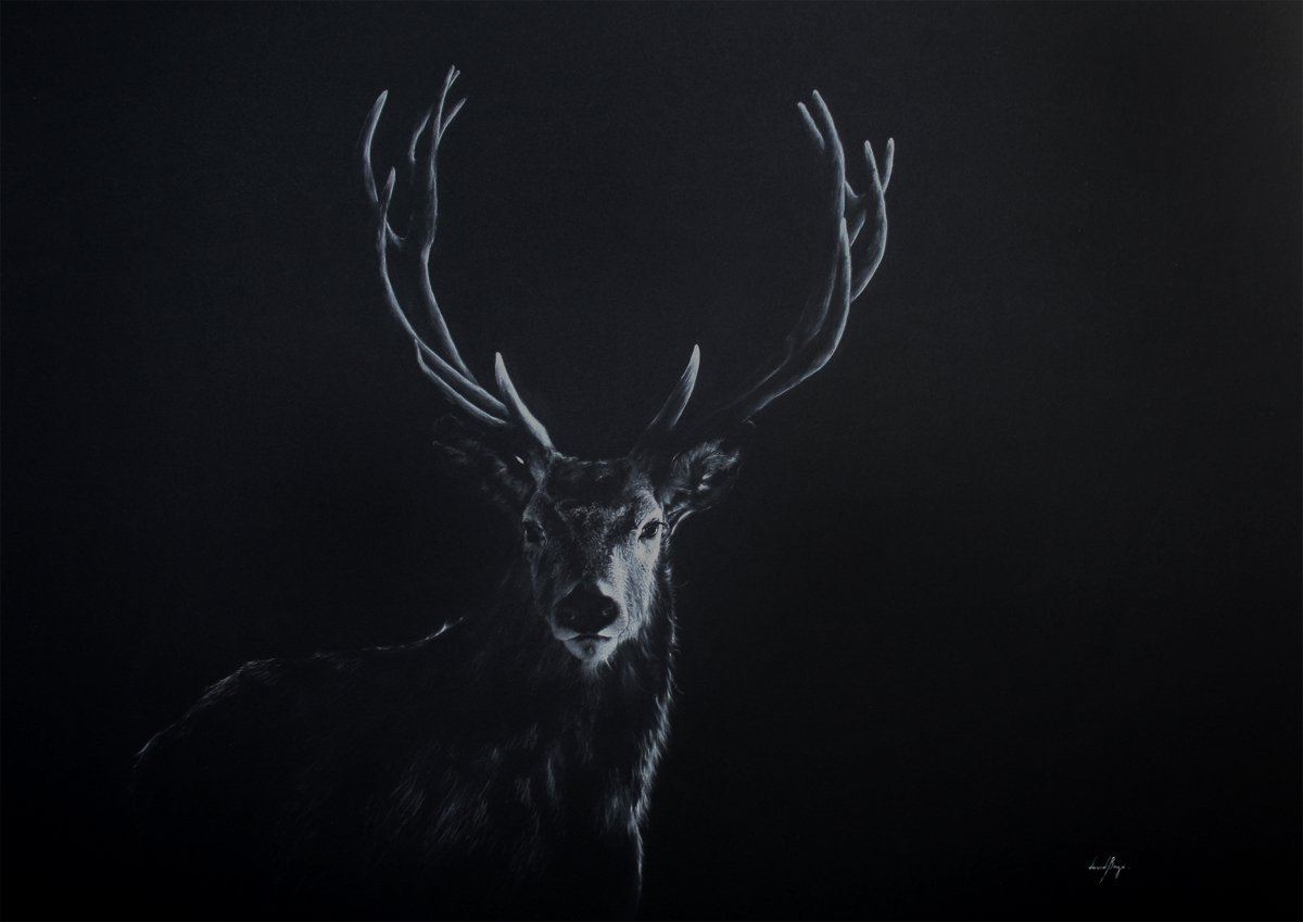 David Bayo on X: Deer – white charcoal on black drawing paper, 50 x 70 cm.  @apco360 #exhibition #artist #drawing #deer  / X