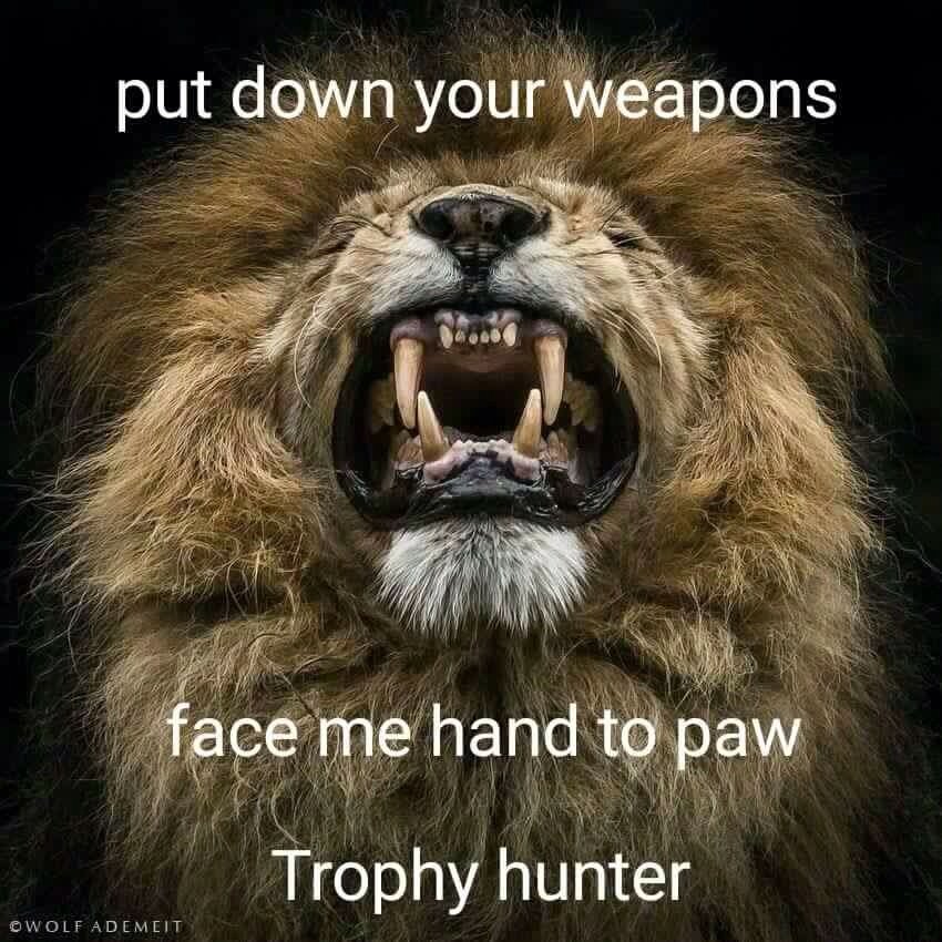 debbiedoo22's tweet photo. Put down your weapons face me hand to paw       Trophy Hunter ,see whose so brave then !! https://t.co/XCSdATGpF7