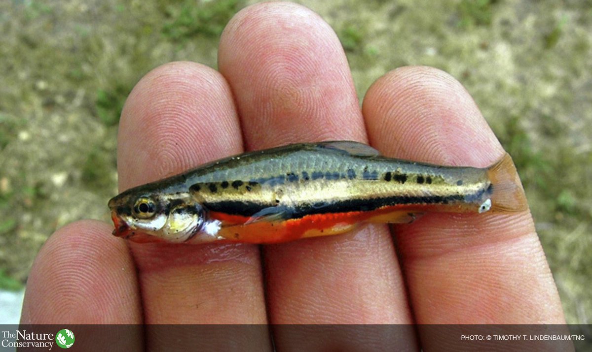 Nature_IL's tweet photo. Half of all #GreatLakes fish live in Lake Erie. Learn how #4RCertification protects them: https://t.co/fvh9fyilHJ https://t.co/qFFu8EL2WE