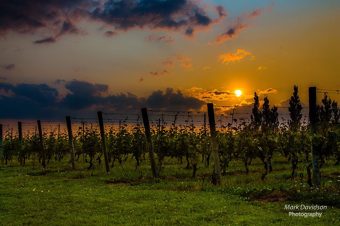 alawine (@alawine) on Twitter photo Great Sunset pictureby <a href="/bike_rails/">Mark D</a> Sunset over an Eastern Canadian Winery <a href="/grandprewines/">Grand Pré Wines</a> MT <a href="/StreetFoodUK/">Street Food & Vine</a> #Wine Great Sunset pictureby <a href="/bike_rails/">Mark D</a> Sunset over an Eastern Canadian Winery <a href="/grandprewines/">Grand Pré Wines</a> MT <a href="/StreetFoodUK/">Street Food & Vine</a> #Wine